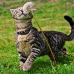 Чем опасны блохи для кошек: угроза здоровью и способы борьбы