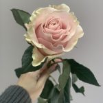 Цветы поштучно с доставкой в СПб: как выбрать идеальный подарок на любой случай